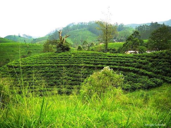 piantagioni di tè sri lanka