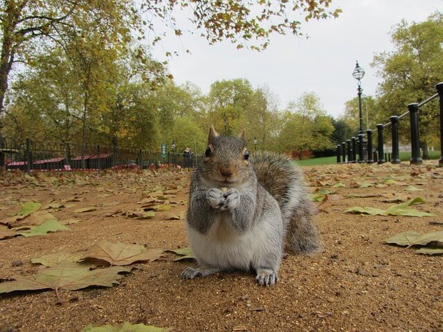 scoiattolo Londra